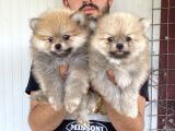 Üst Kali̇te Pomeranian Boo Yavrular