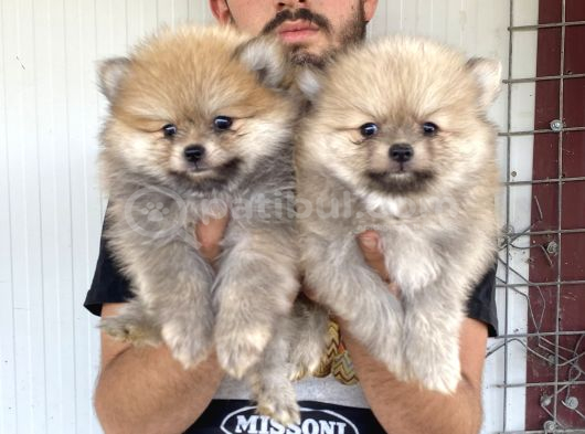 Üst Kali̇te Pomeranian Boo Yavrular görsel