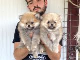 Üst Kali̇te Pomeranian Boo Yavrular