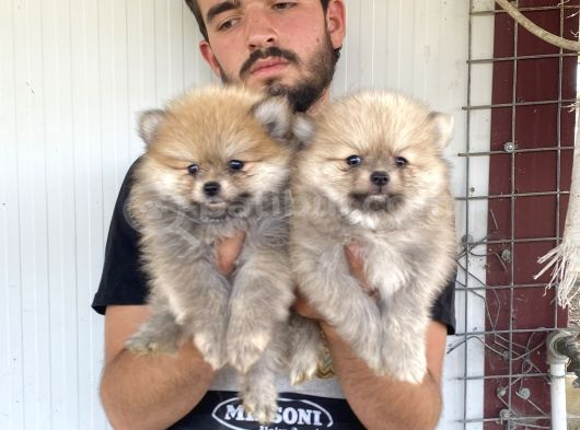Üst Kali̇te Pomeranian Boo Yavrular görsel