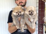 Üst Kali̇te Pomeranian Boo Yavrular