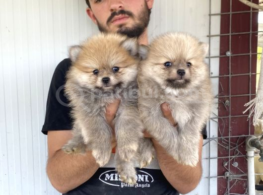 Üst Kali̇te Pomeranian Boo Yavrular görsel