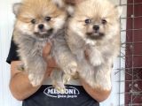 Üst Kali̇te Pomeranian Boo Yavrular
