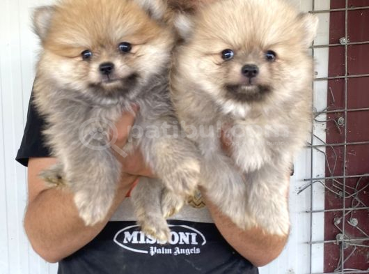 Üst Kali̇te Pomeranian Boo Yavrular görsel