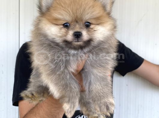 A KALİTE POMERANIAN BOO YAVRULARI