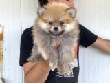 A Kali̇te Pomeranian Boo Yavrulari