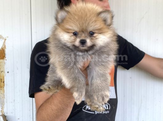 A Kali̇te Pomeranian Boo Yavrulari görsel