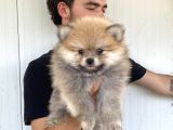 A Kali̇te Pomeranian Boo Yavrulari
