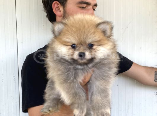 A Kali̇te Pomeranian Boo Yavrulari görsel