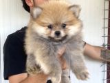 A Kali̇te Pomeranian Boo Yavrulari