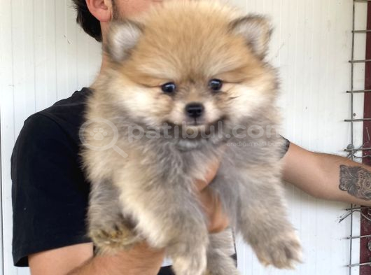 A Kali̇te Pomeranian Boo Yavrulari görsel