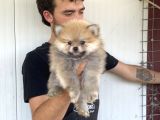 A Kali̇te Pomeranian Boo Yavrulari