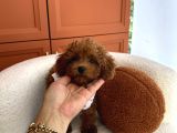 Ev Doğumu Toy Poodle Bebekler