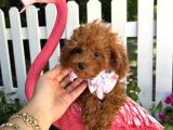 Ev Doğumu Toy Poodle Bebekler