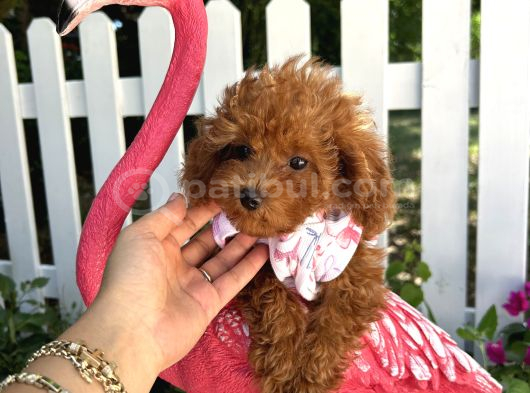 Ev Doğumu Toy Poodle Bebekler görsel