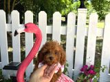 Ev Doğumu Toy Poodle Bebekler