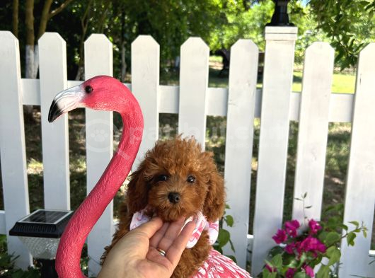 Ev Doğumu Toy Poodle Bebekler görsel