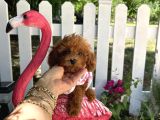 Ev doğumu toy poodle bebekler