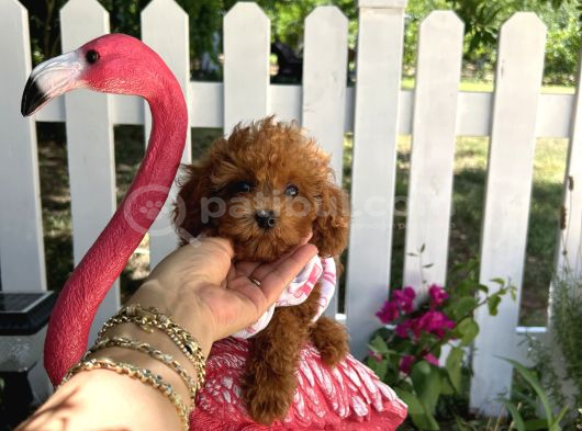Ev doğumu toy poodle bebekler