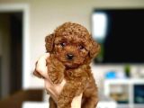 Antialerjik aile dostu toy poodle yavruları