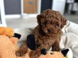 Antialerjik Aile Dostu Toy Poodle Yavruları