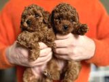 Antialerjik Aile Dostu Toy Poodle Yavruları