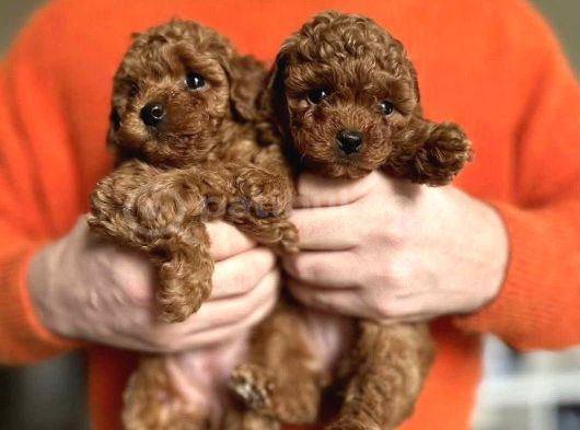 Antialerjik Aile Dostu Toy Poodle Yavruları görsel