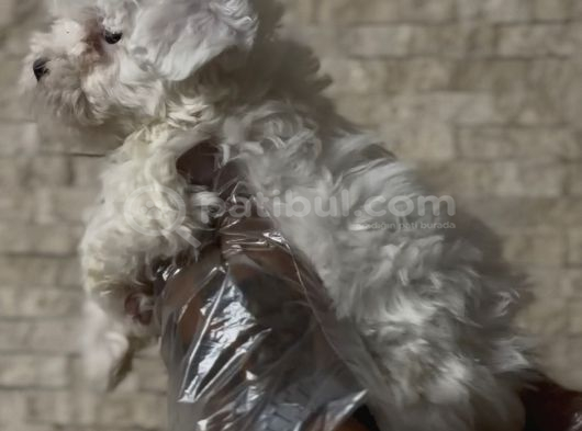 2 Aylık Orijinal Malt Bebekler görsel