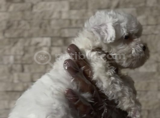 2 Aylık Orijinal Malt Bebekler görsel