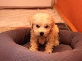 Eğitimli Köpektir Detaylı Bilgi Için 0551 949 91 45