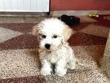 Eğitimli Köpektir Detaylı Bilgi Için 0551 949 91 45