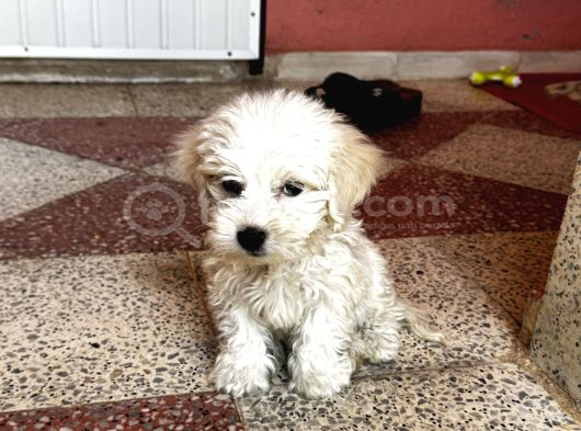 Eğitimli Köpektir Detaylı Bilgi Için 0551 949 91 45 görsel
