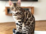 Orjinal Bengal Kedileri