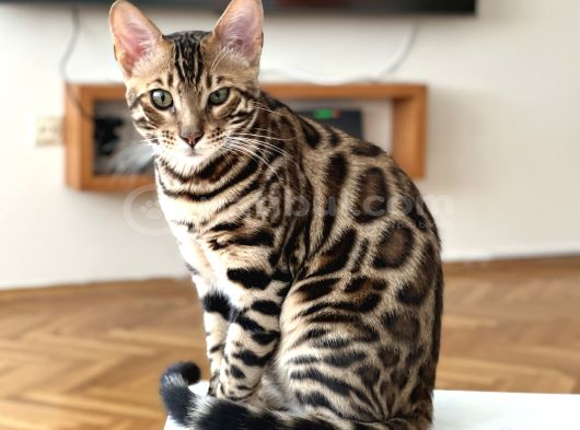 Orjinal Bengal Kedileri görsel