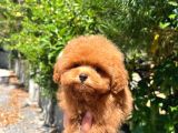 Tea Cup Toy Poodle A Kali̇te Yavru