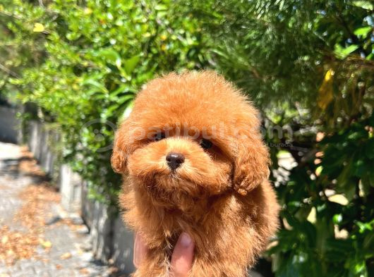 Tea Cup Toy Poodle A Kali̇te Yavru görsel
