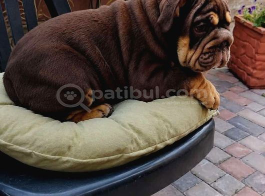 Renkli̇ Çocuklar görsel