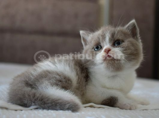 Safkan Bicolor Yavru görsel