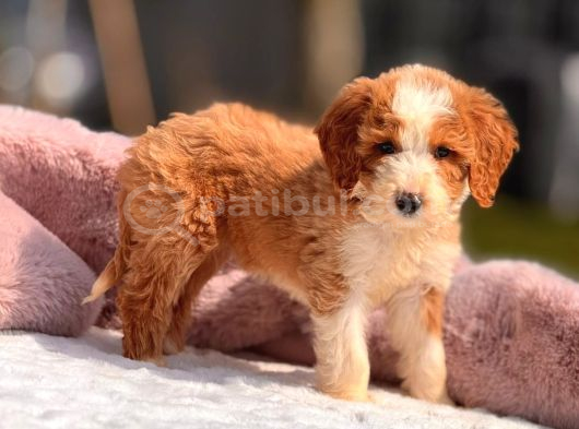 Şampiyon Doodle Yavrularımız görsel