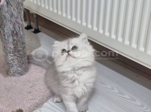 Safkan Longhair Yavrusu görsel