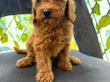 Son Yavrular Di̇şi̇ Ve Erkek Toy Poodle Aşili