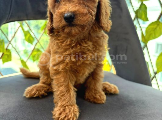 Son Yavrular Di̇şi̇ Ve Erkek Toy Poodle Aşili görsel