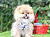Orjinal Pomeranian Boo