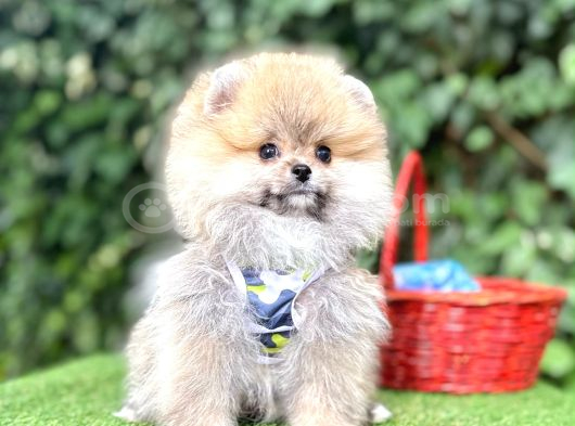 Orjinal Pomeranian Boo