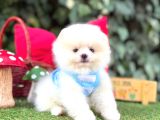 Orjinal Teacüp Pomeranian