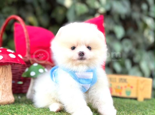 Orjinal Teacüp Pomeranian