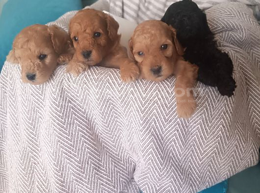 4 Sevimli Poddle Yavrusu görsel