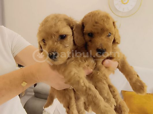 4 sevimli poddle yavrusu