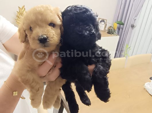 4 Sevimli Poddle Yavrusu görsel