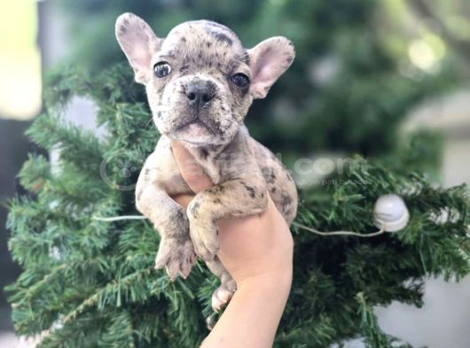 Pug ve Merle French Bulldog yavrular mevcuttur
